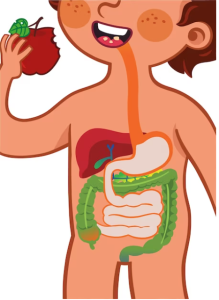 "Visual representation of lifestyle practices for supporting digestive system"
