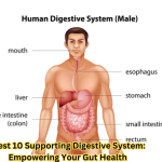Supporting Digestive System: Best 10 Empowering Your Gut Health