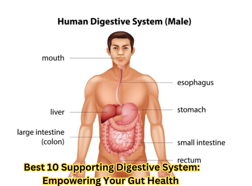 "Image depicting various gut-friendly foods for supporting digestive system"